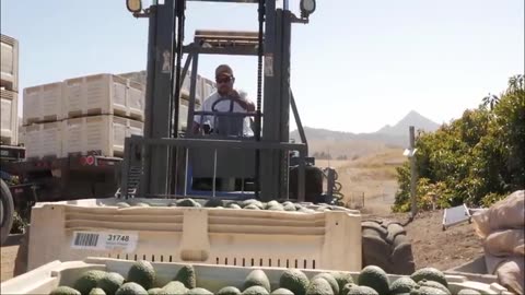 Avocado Harvesting and Processing in Factory - Avocado Farm and Harvest