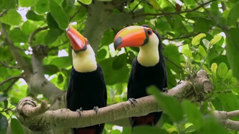 One of the most unique Bird l Toucan