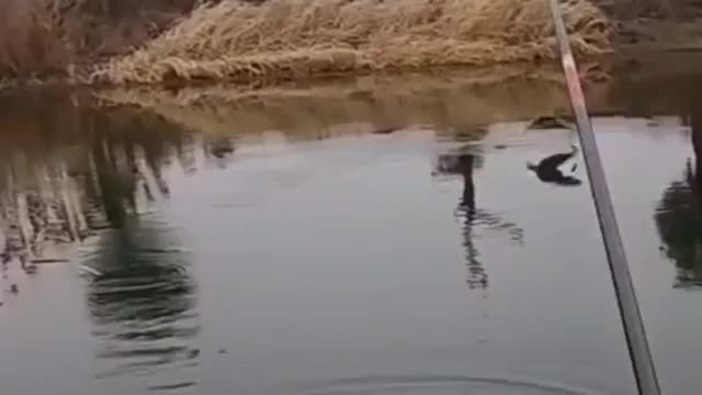 This is a beautiful and charming water-dwelling species