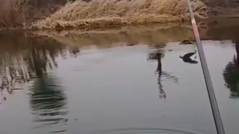 This is a beautiful and charming water-dwelling species