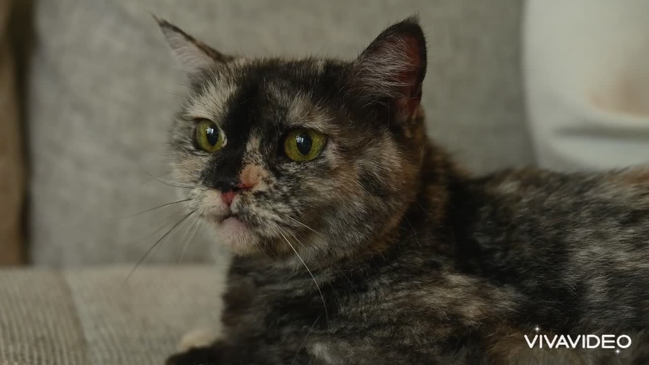 Very cute and beautiful cat