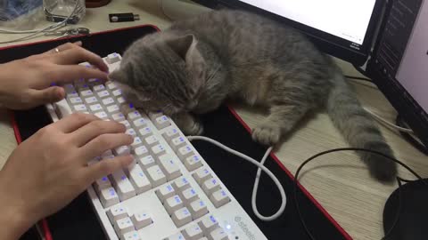 bae cat sleep forget in office