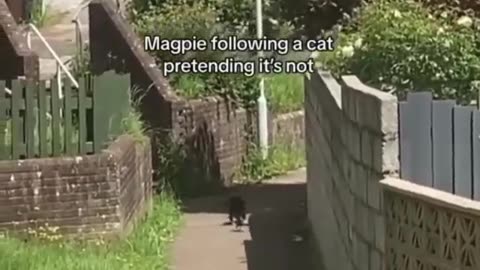 Magpie follow a cat pretending it's not #shorts #shortvideo #video #virals #videoviral