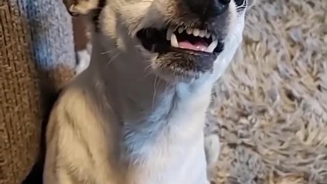 Dog gets angry for his DIET FOOD !