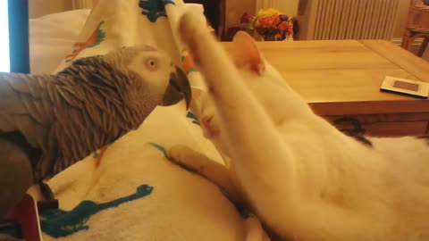 Parrot vs cat