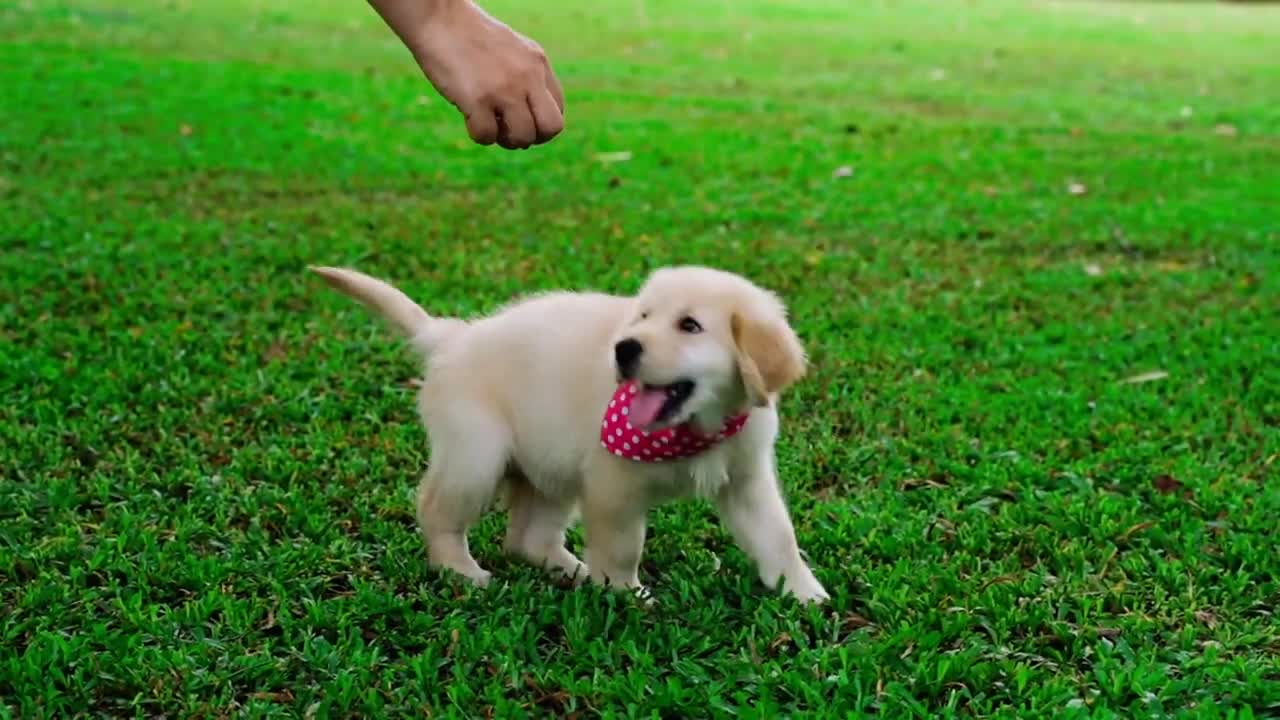 Cute and funny puppies