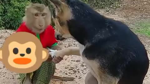 funny monkey