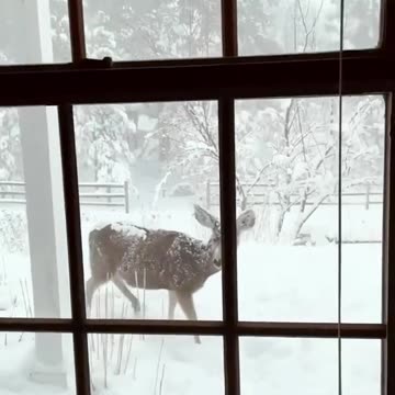 Love All Life Always #1 - Deer in need gets loved on...