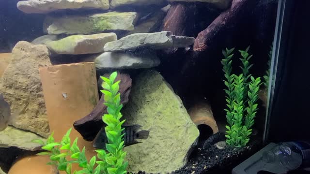 Aquarium setup