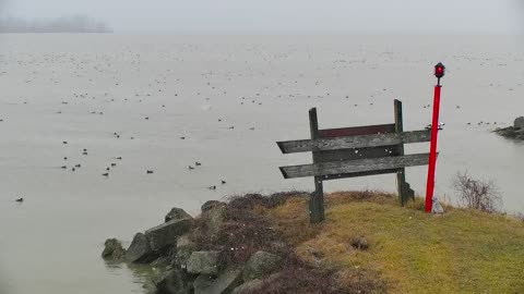 Thousands of Birds hanging out on Lake Erie!