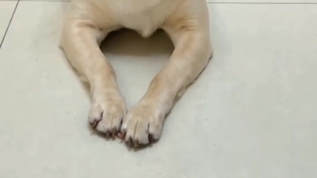 Dog fanny thif Fanny video fanny reel insta fanny reel