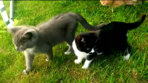 Two most funny and cute cat playing moment