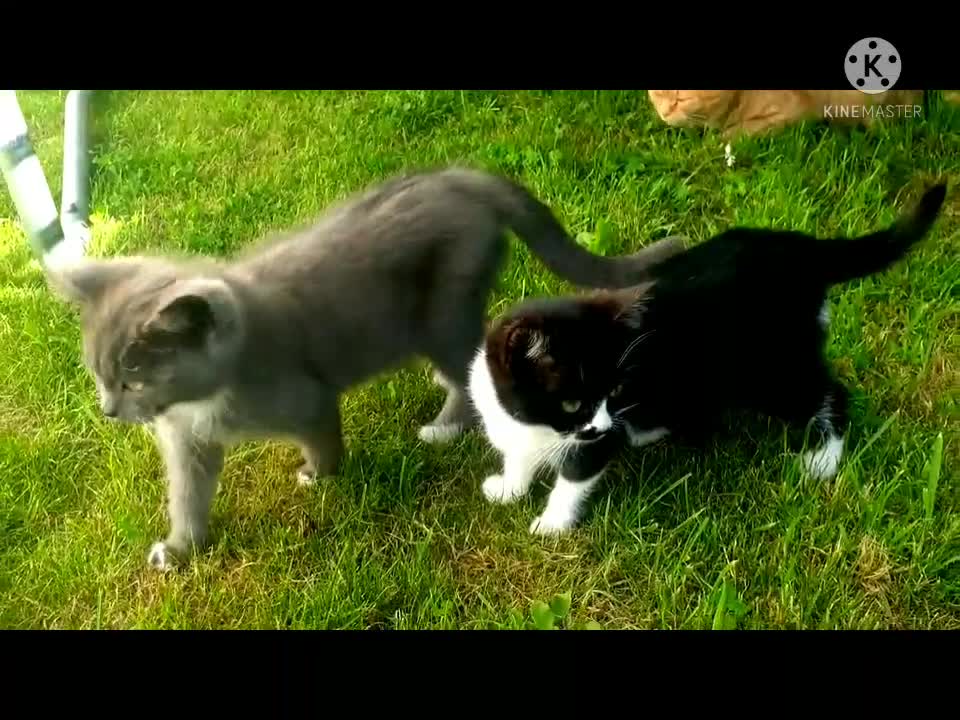 Two most funny and cute cat playing moment