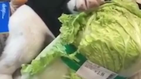 Funny puppy eats unpaid vegetable in a cart