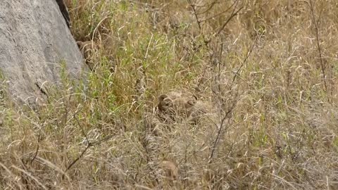 (ORIGINAL AUDIO) ADORABLE! SIX LION CUBS enjoy their first outdoor adventure (1080p 60FPS) (1)
