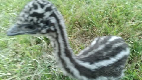 Emus playing outside