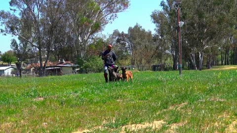 Dogs training