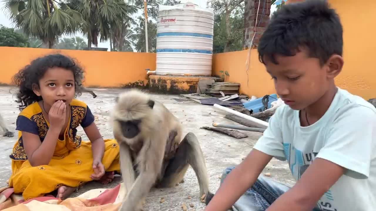 Unconditional love and compassion between mother langoor and little girl Ipsita.