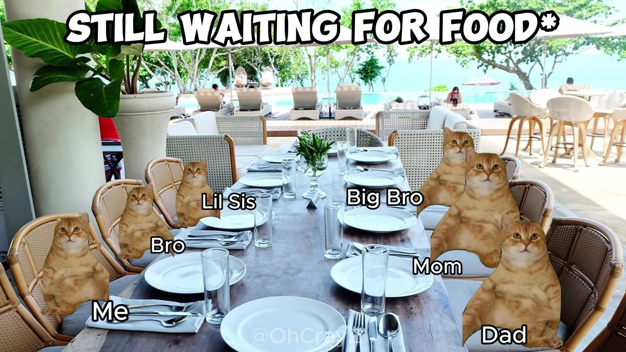 Wellcome to ~ cat meme