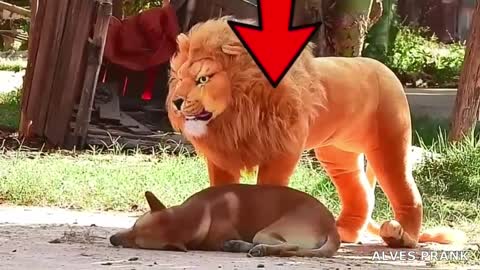 SCARY PUPPIES WITH FALSE LION SEE WHAT'S GOING TO HAPPEN