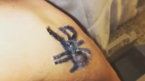 Collab copyright protection - tarantula crawls up arm slowly