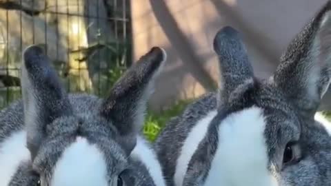 Cute rabbit eating