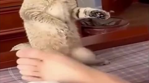 funny animal clip