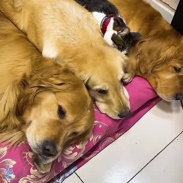 Kucing tidur bersama 3 anjing