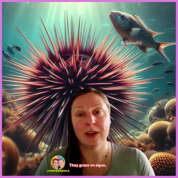 PRICKLY BALLS OF THE SEA! Ola talks sea urchins