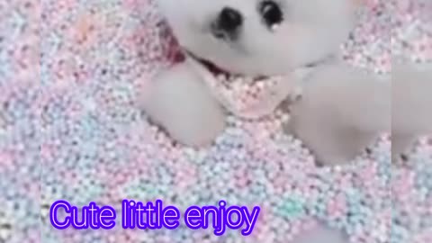 To cute doggy