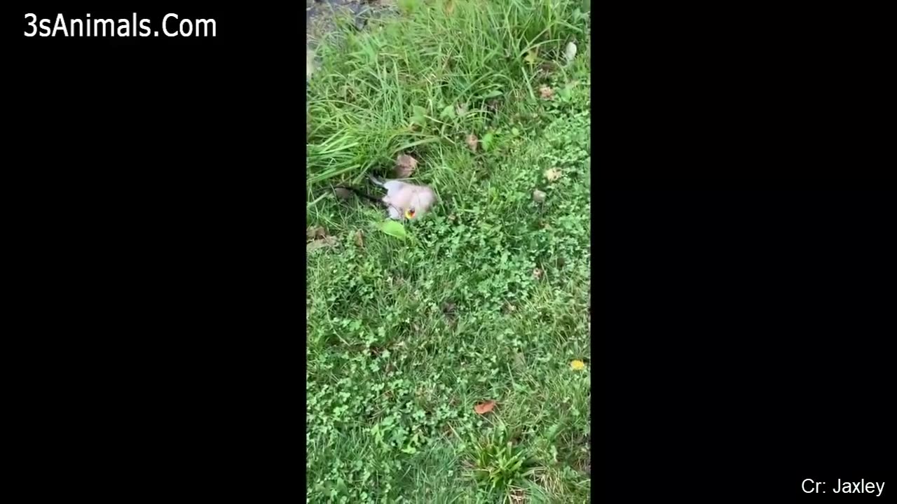 Funny animal moments