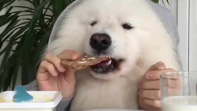 Funny and smart dog 5