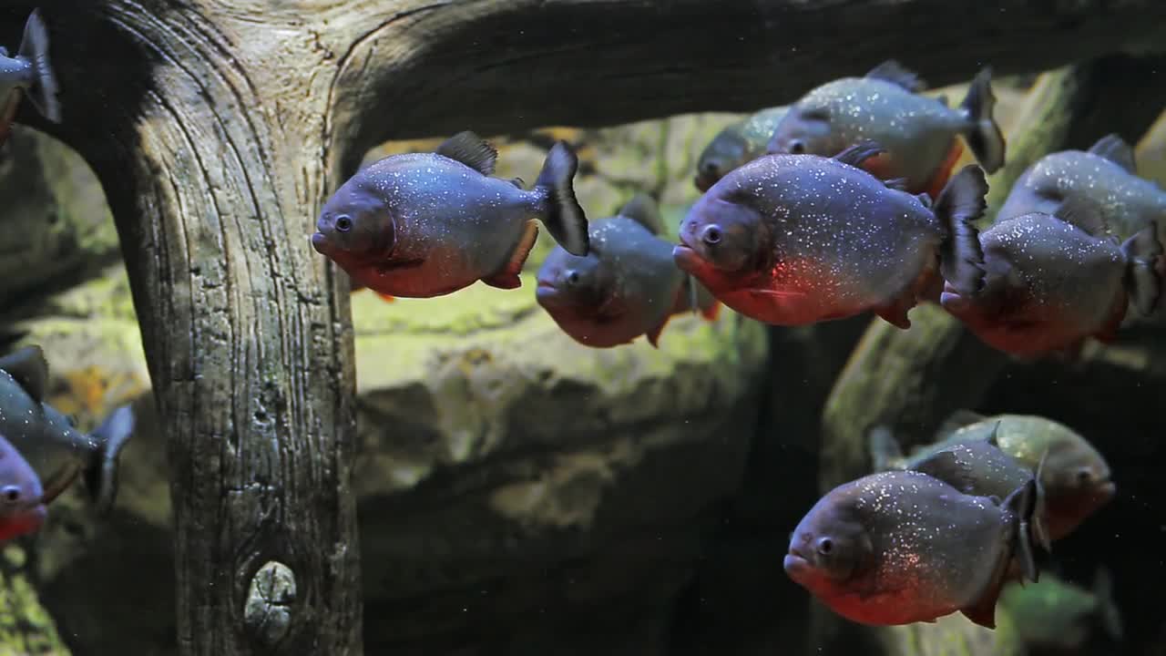 A flock of piranha fish underwater