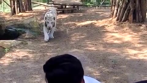 Back there tiger