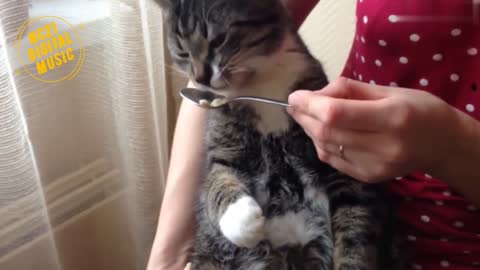 Funny Videos of Dogs, Cats and other Animals - Cat Eating Cereal from Spoon