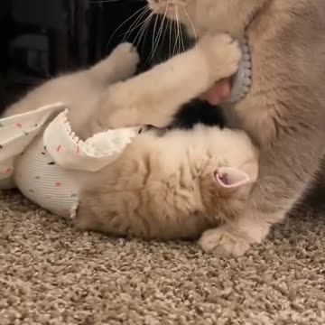 Can you believe that you will be conquered by my cat's meow in three seconds? #001