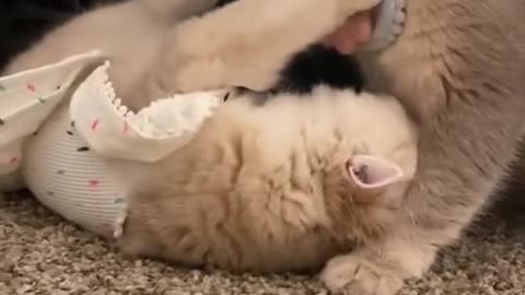 Can you believe that you will be conquered by my cat's meow in three seconds? #001