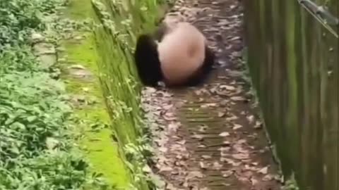 funny animals video