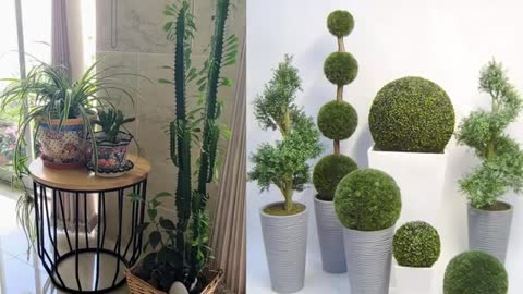 Plantas Para Interior Plantas Para la Sala.