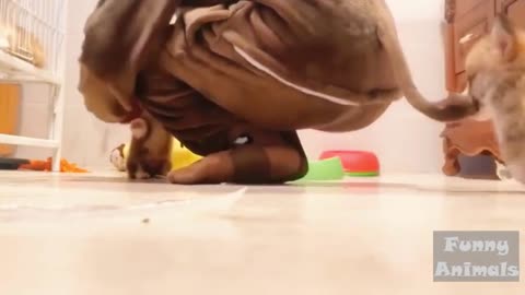 fuuny animal videos/try not to laugh at this!!