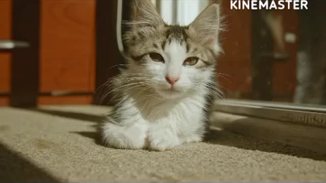 Funny cat kitten