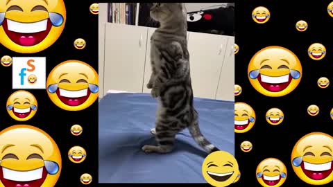 When Cats have discussions!