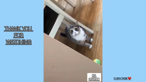 Cute and funny Cat's life videos|| Cats are the Best friend of owners#cutecats #funnycats