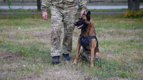 The man trains his dog to perform a trick with walking between his legs