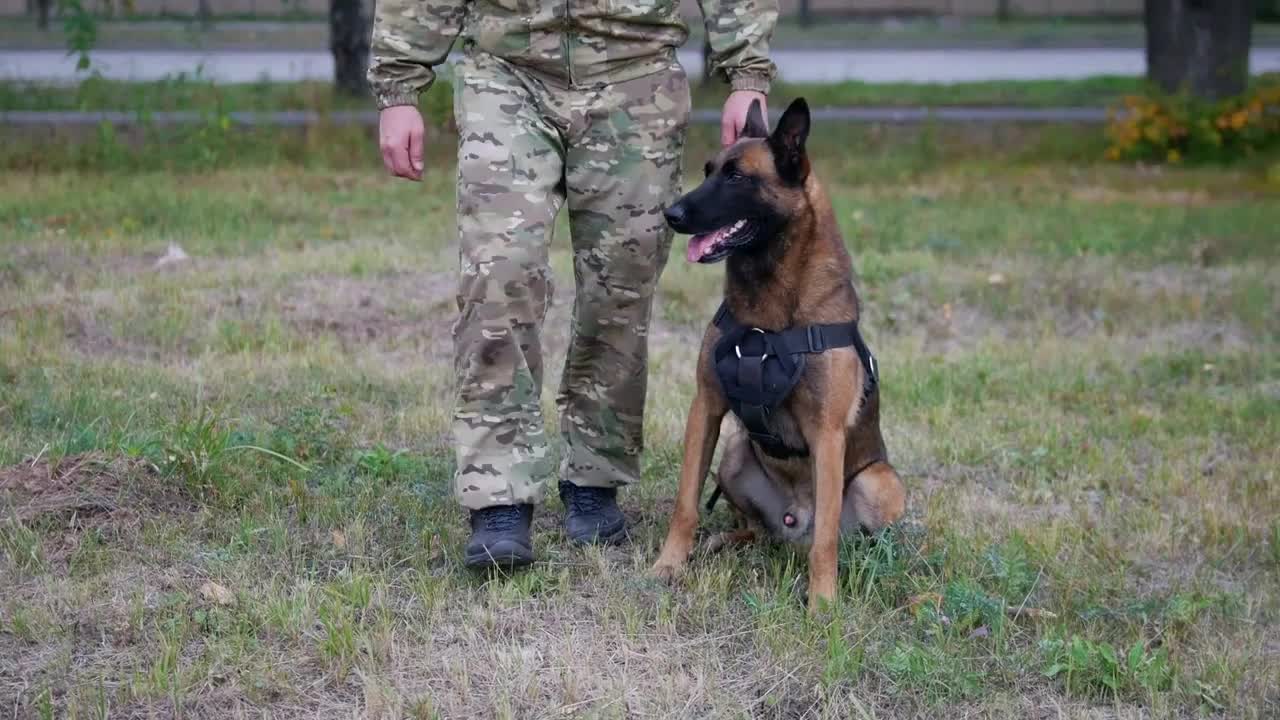 The man trains his dog to perform a trick with walking between his legs