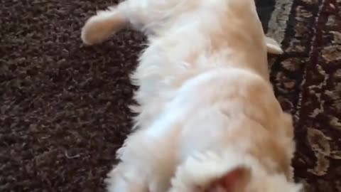 Dog rolls over in slow motion
