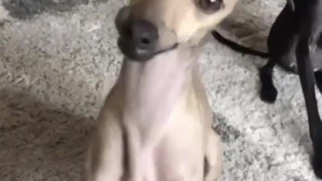 DOG SMILE- Cute DOG Videos | Funny Videos 2021| DOG 247 #Shorts