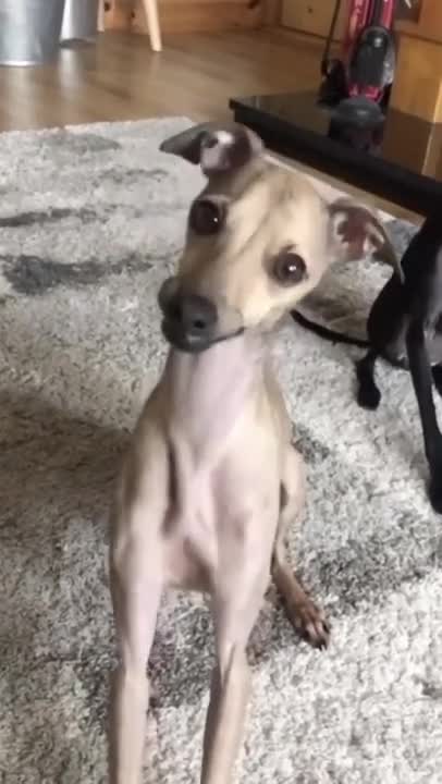 DOG SMILE- Cute DOG Videos | Funny Videos 2021| DOG 247 #Shorts