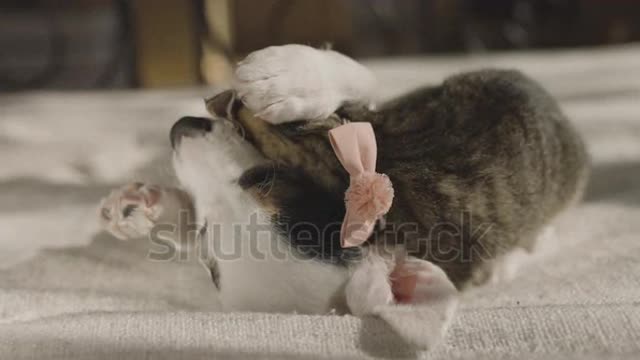 Little cat and dog playing on the bed