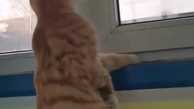 Cute Cat